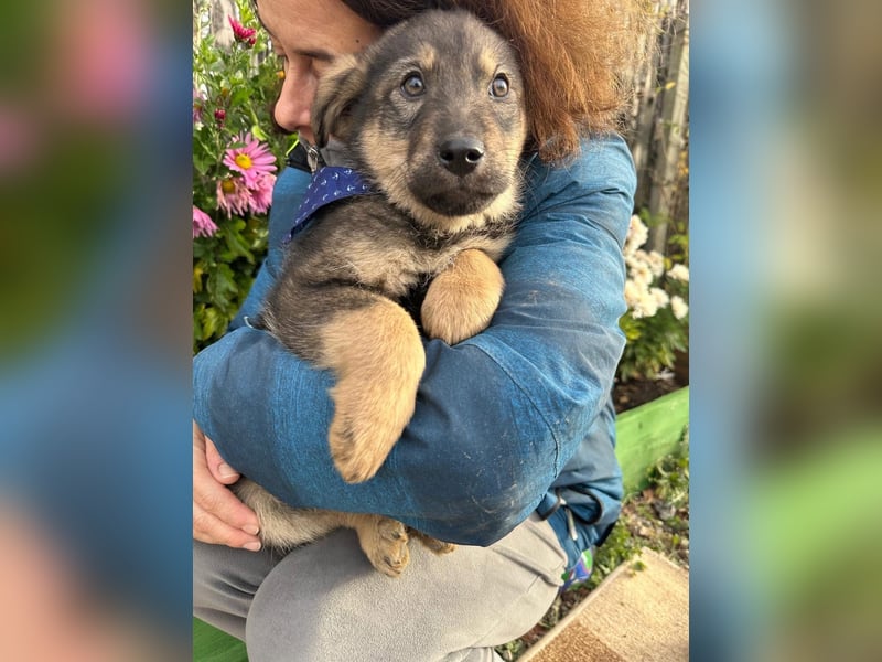 Welpe BJÖRN sucht ein liebevolles Zuhause