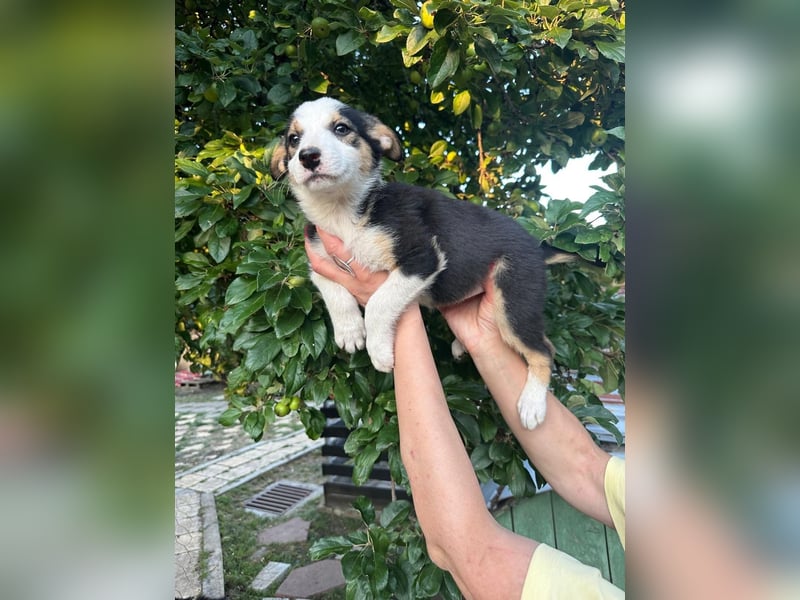 Welpe BELLE (w) sucht ein liebevolles Zuhause