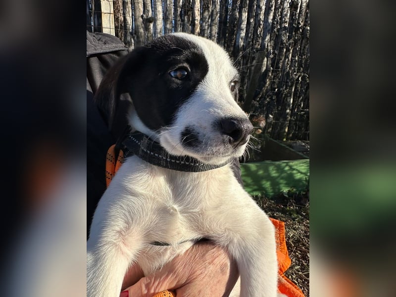 Welpe LUI sucht ein liebevolles Zuhause