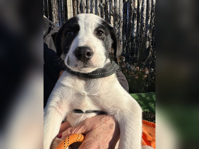 Welpe LUI sucht ein liebevolles Zuhause