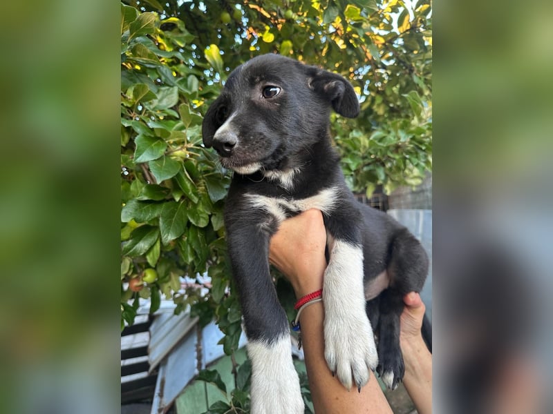Welpe BOBBY sucht ein liebevolles Zuhause