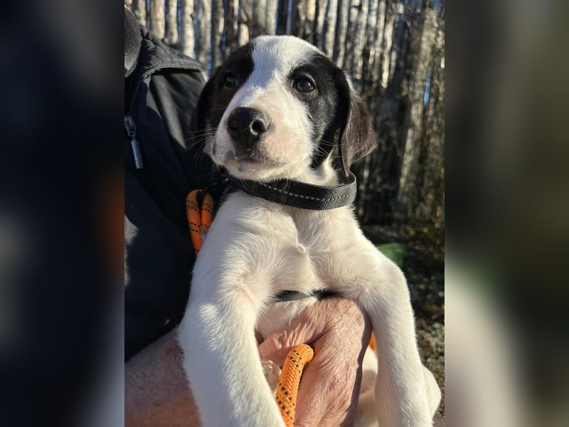 Welpe LUI sucht ein liebevolles Zuhause