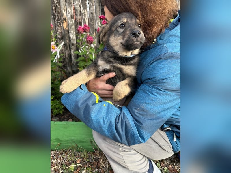 Welpe BJÖRN sucht ein liebevolles Zuhause