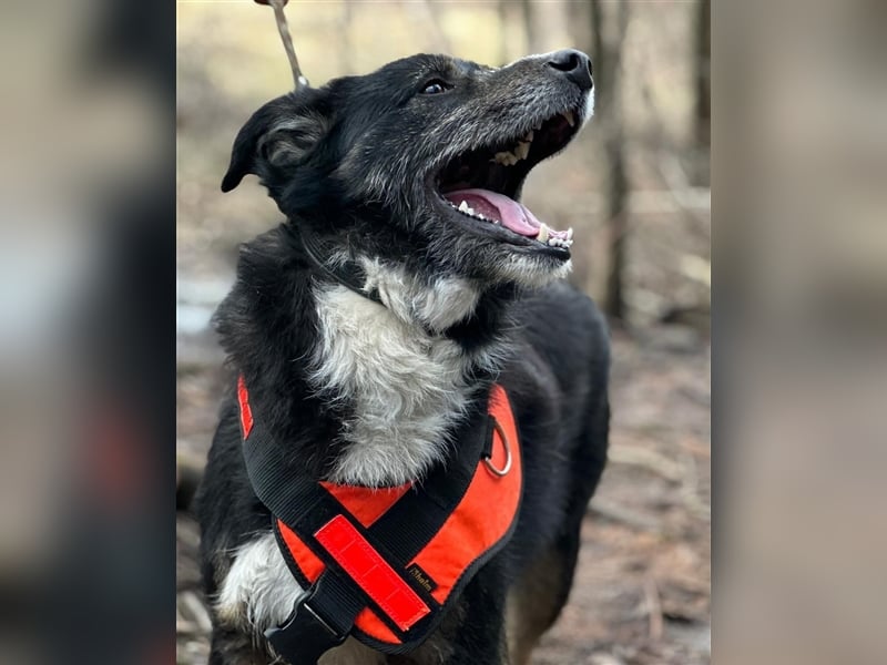 MAX (*2021) sucht ein liebevolles Zuhause