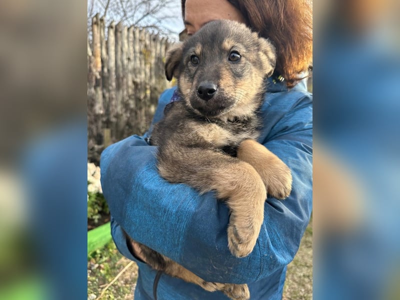 Welpe BJÖRN sucht ein liebevolles Zuhause