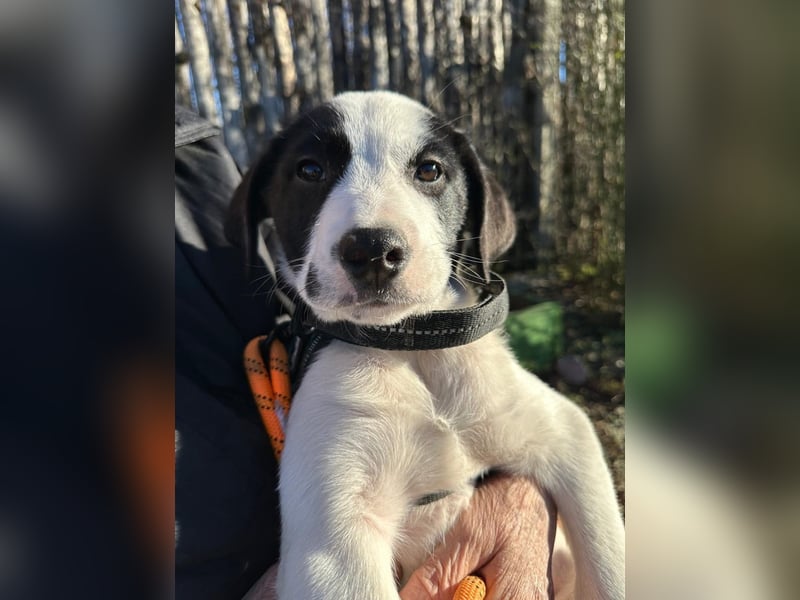 Welpe LUI sucht ein liebevolles Zuhause