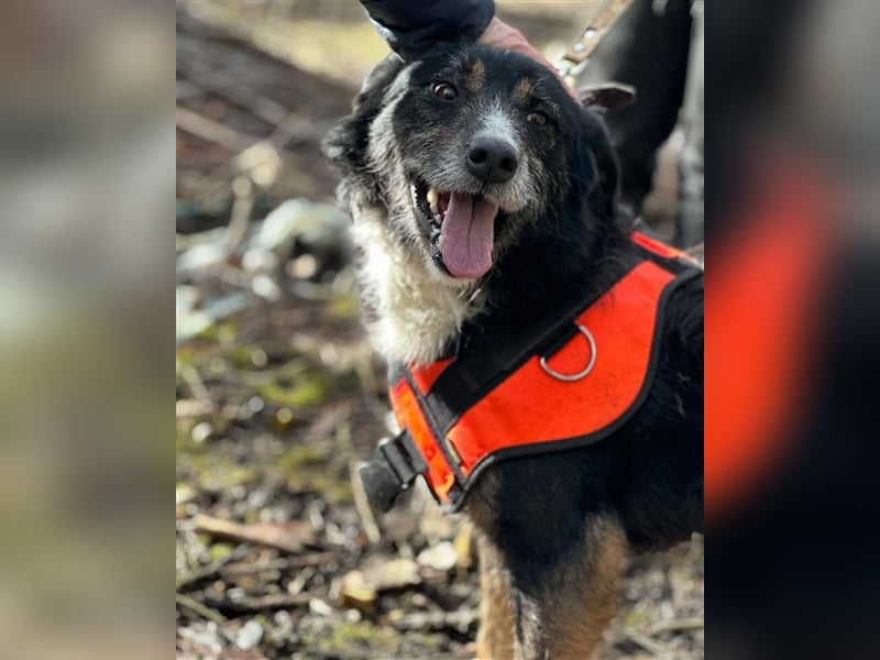 MAX (*2021) sucht ein liebevolles Zuhause