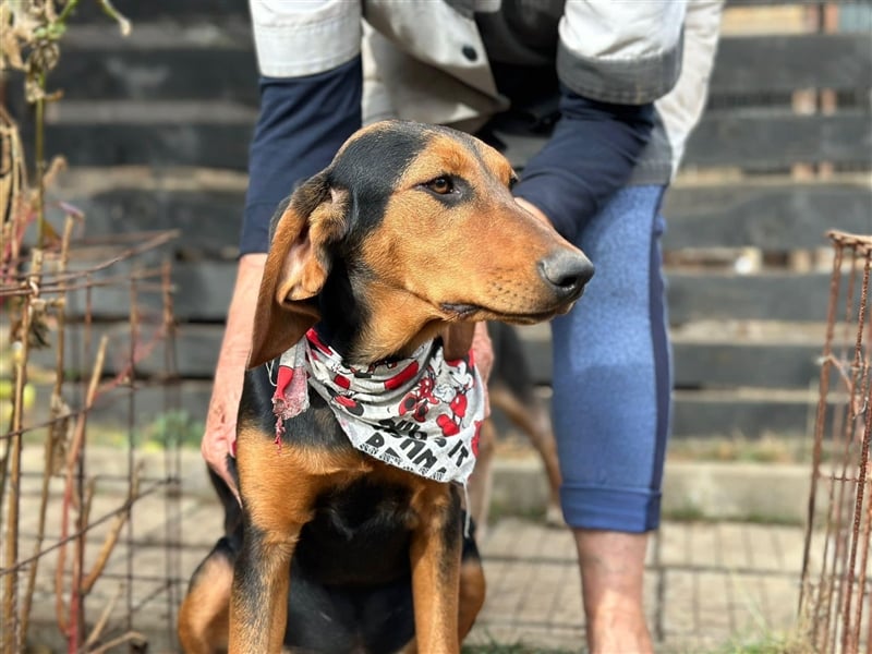 Welpe SUMMER (05.2023) sucht die Liebe