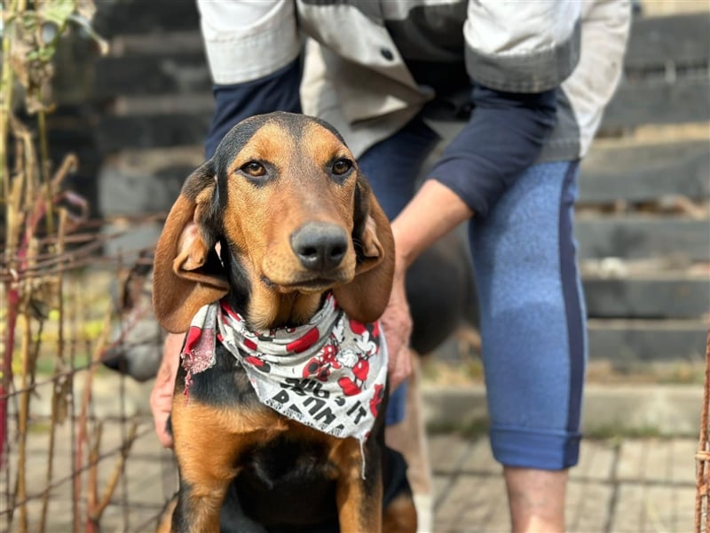 Welpe SUMMER (05.2023) sucht die Liebe