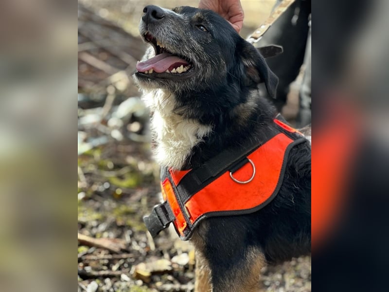 MAX (*2021) sucht ein liebevolles Zuhause