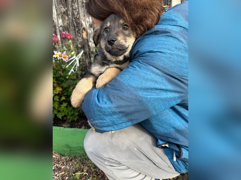 Welpe BJÖRN sucht ein liebevolles Zuhause