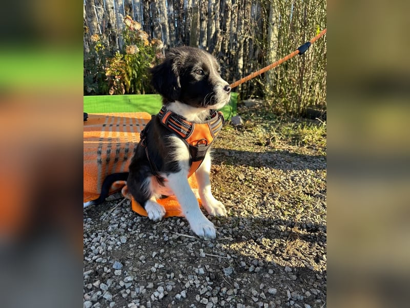 Welpe LUCKY möchte die Welt erobern