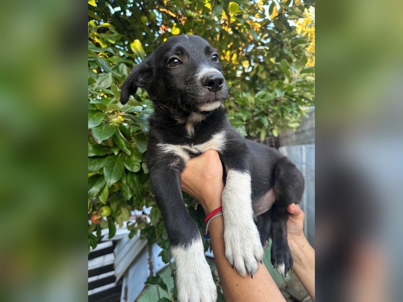 Welpe BOBBY sucht ein liebevolles Zuhause
