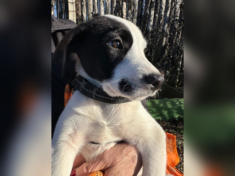 Welpe LUI sucht ein liebevolles Zuhause