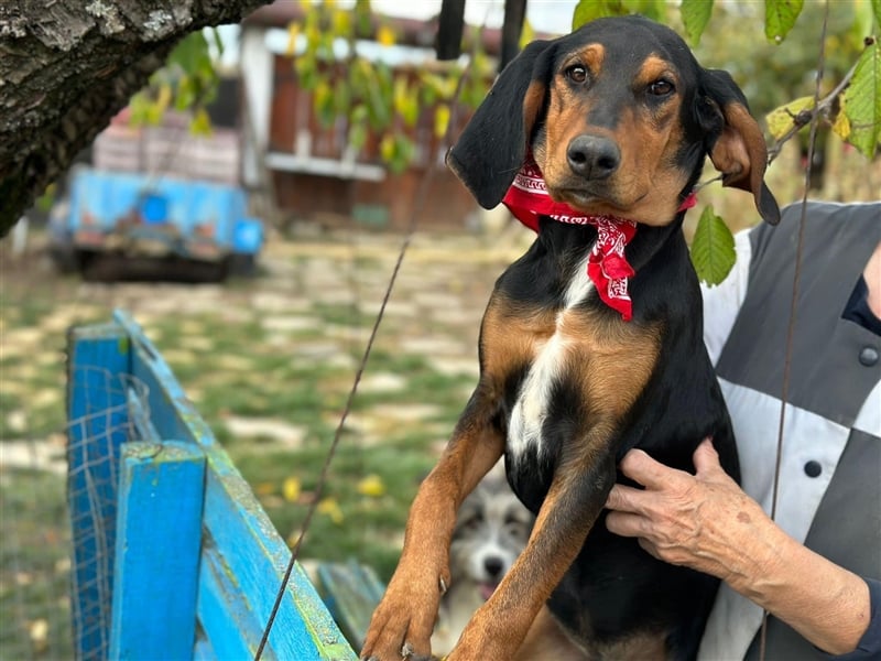 Welpe SORAJA (05.2023) sucht eine Familie