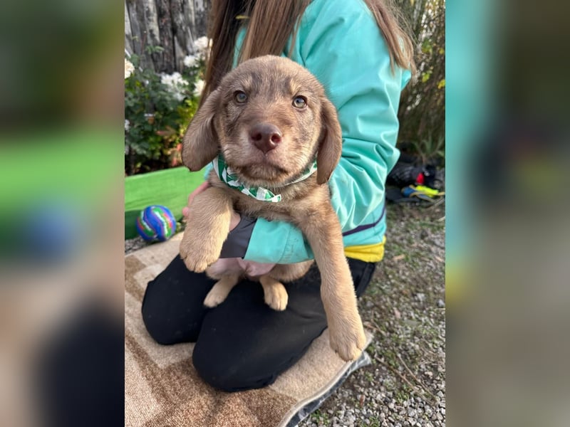 Welpe TACO möchte die Welt entdecken