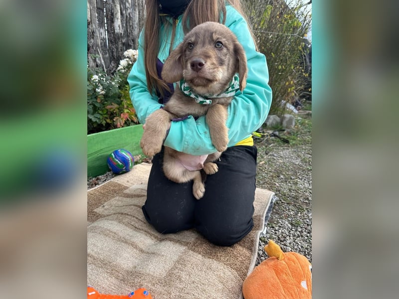 Welpe TACO möchte die Welt entdecken