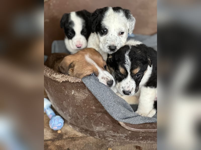 Welpe MALOU auf der Suche nach ihrem Glück