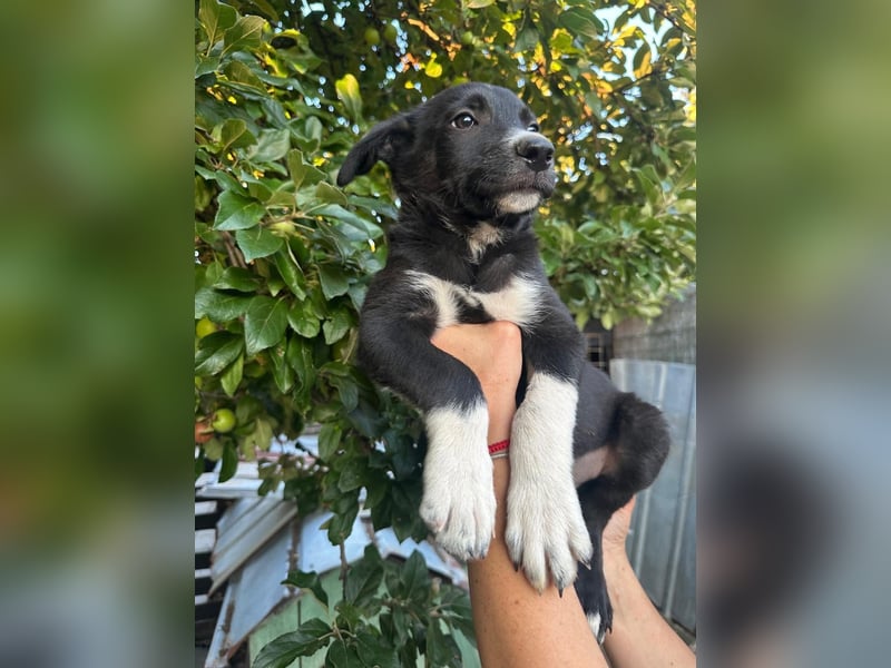 Welpe BOBBY sucht ein liebevolles Zuhause