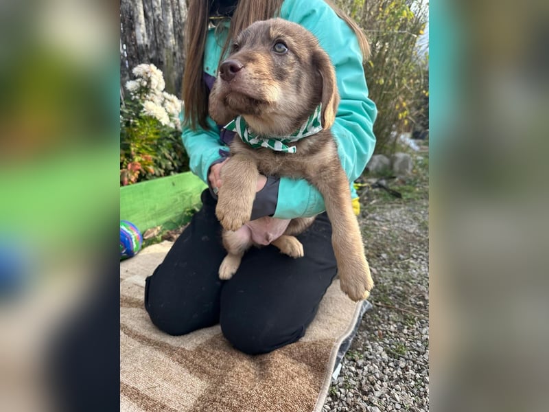 Welpe TACO möchte die Welt entdecken