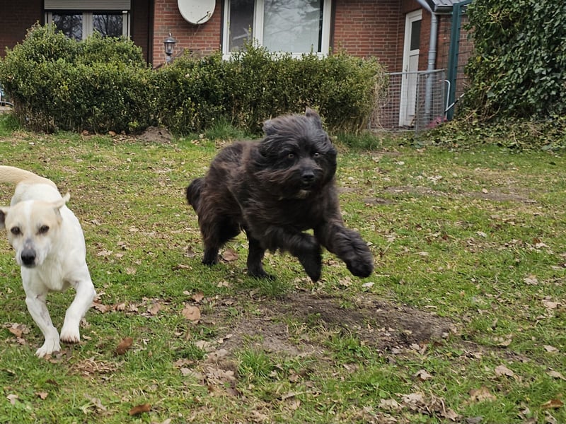 Zuhause gesucht für Zuckerschnute Cherry