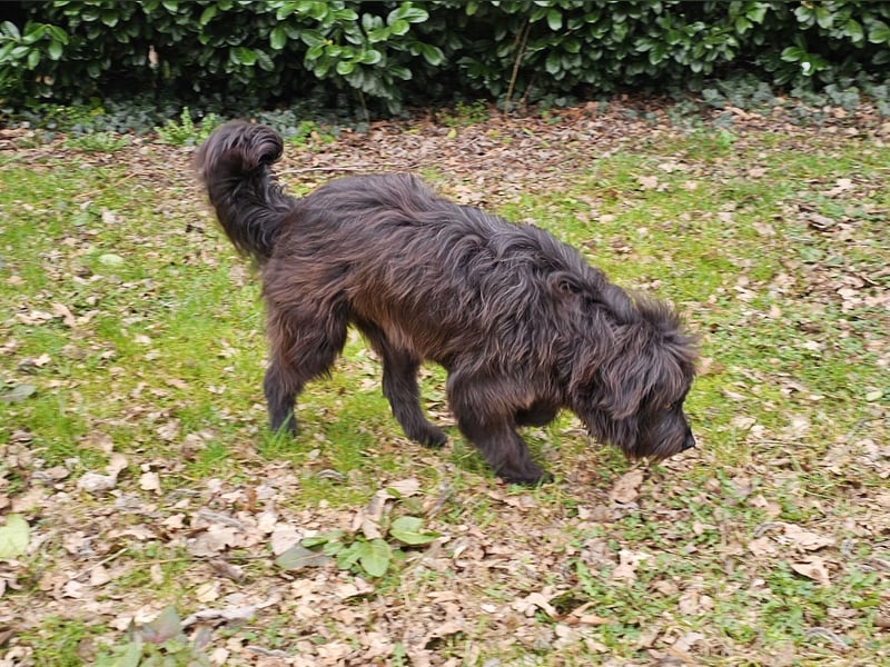 Zuhause gesucht für Zuckerschnute Cherry