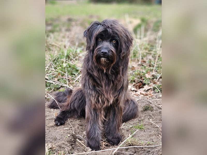Zuhause gesucht für Zuckerschnute Cherry