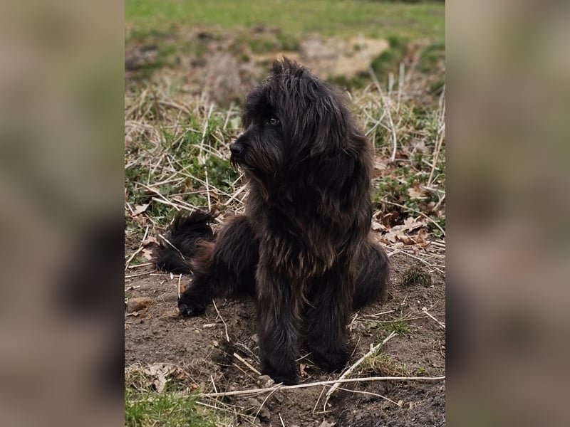 Zuhause gesucht für Zuckerschnute Cherry