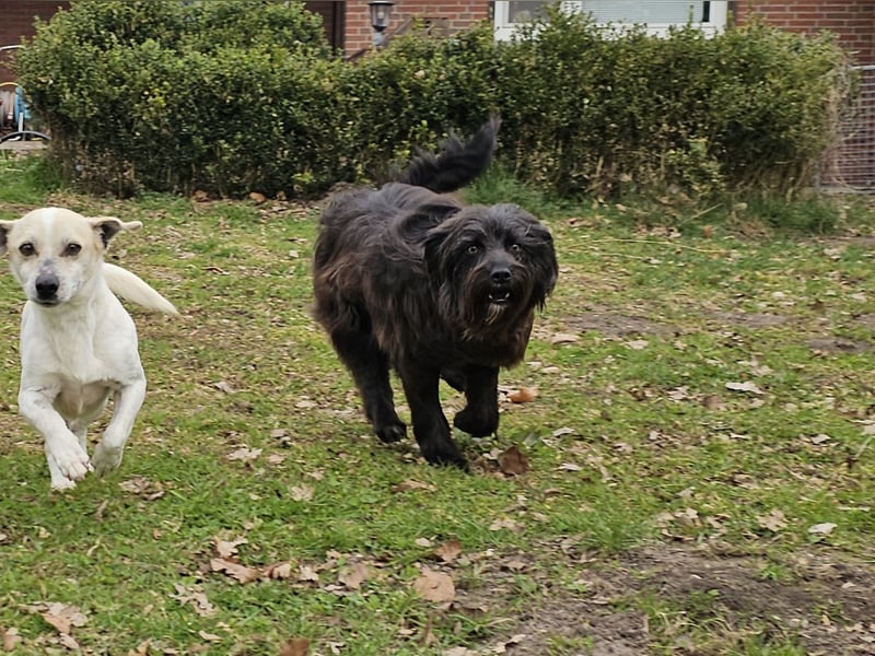 Zuhause gesucht für Zuckerschnute Cherry