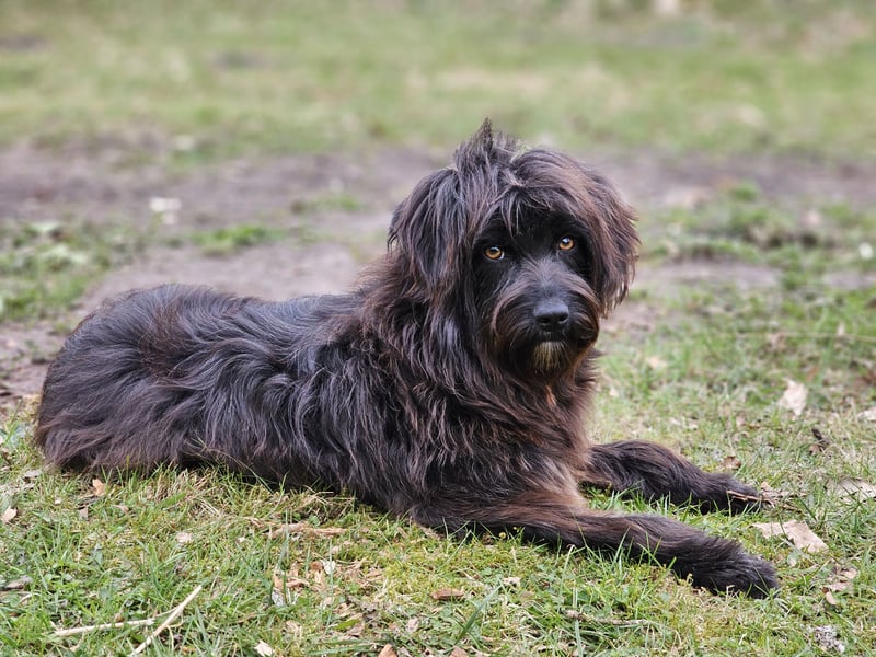 Zuhause gesucht für Zuckerschnute Cherry