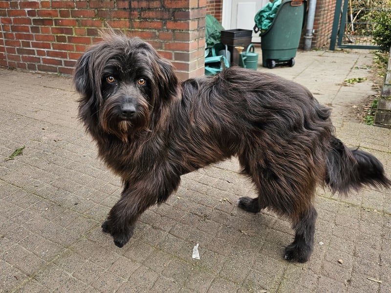 Zuhause gesucht für Zuckerschnute Cherry