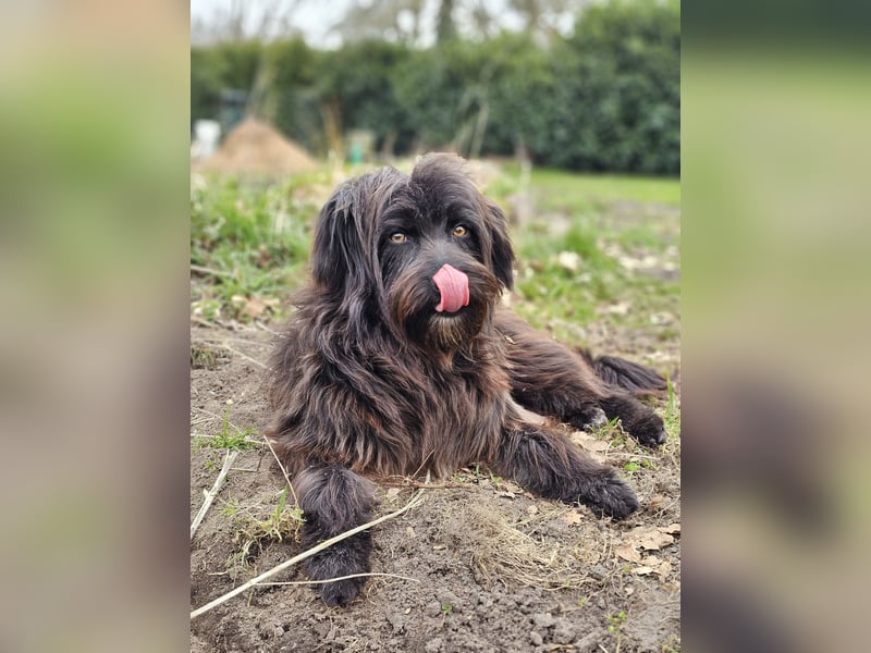 Zuhause gesucht für Zuckerschnute Cherry