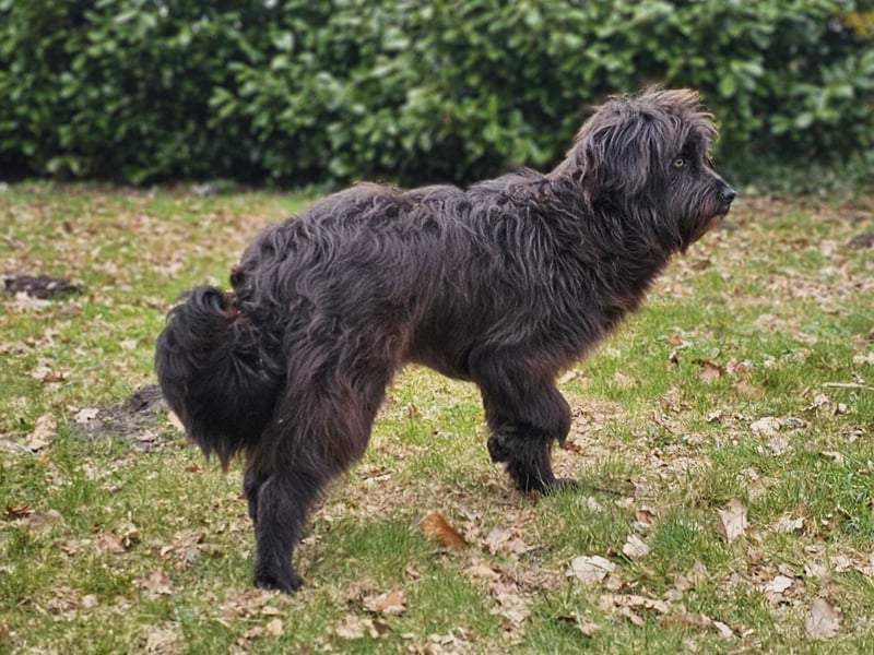 Zuhause gesucht für Zuckerschnute Cherry