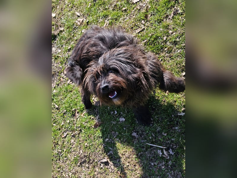 Zuhause gesucht für Zuckerschnute Cherry