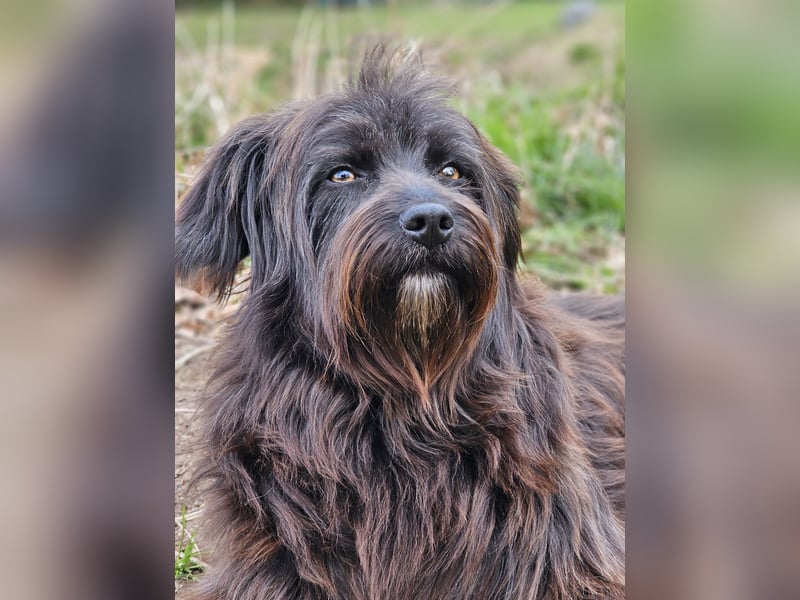 Zuhause gesucht für Zuckerschnute Cherry