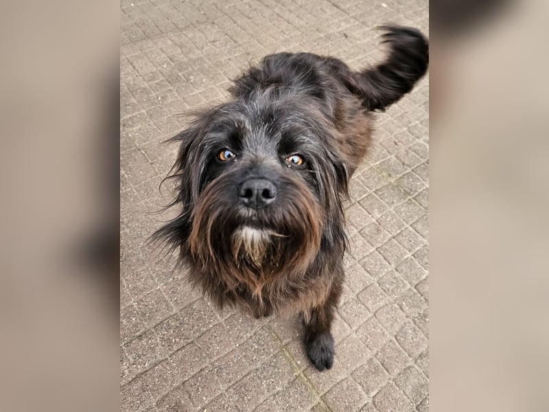 Zuhause gesucht für Zuckerschnute Cherry