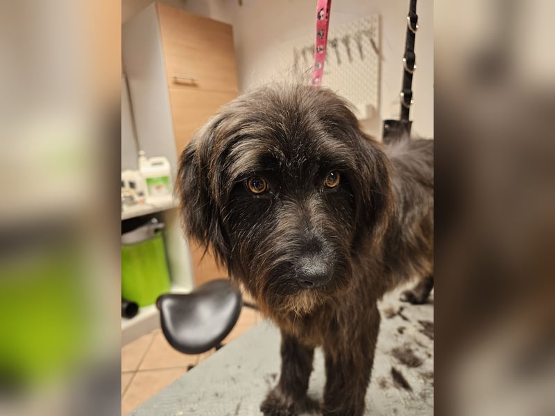 Zuhause gesucht für Zuckerschnute Cherry