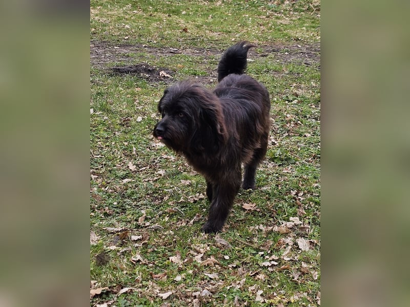 Zuhause gesucht für Zuckerschnute Cherry