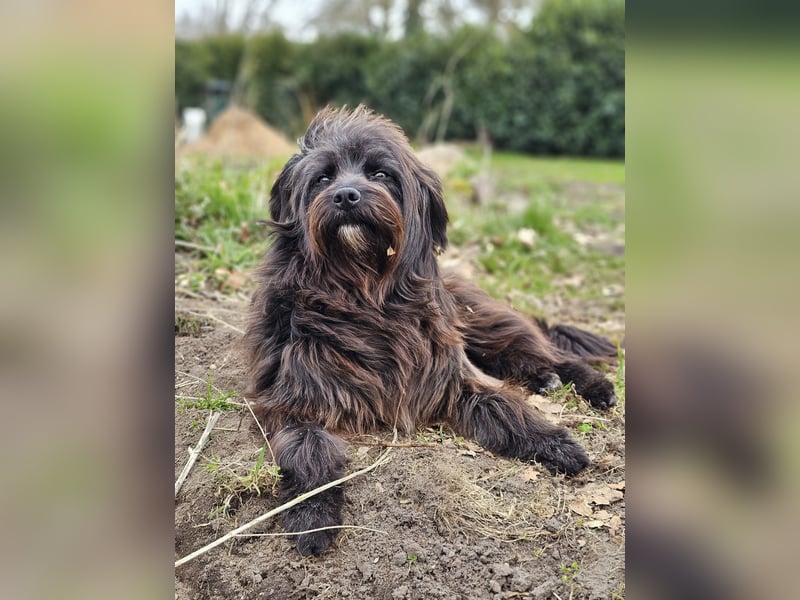 Zuhause gesucht für Zuckerschnute Cherry