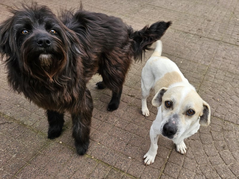 Zuhause gesucht für Zuckerschnute Cherry