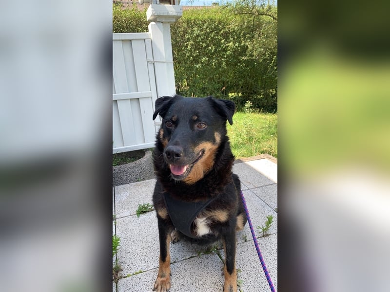 Dalina auf Pflegestelle in 45472 - finden wir endlich ihre Menschen ??