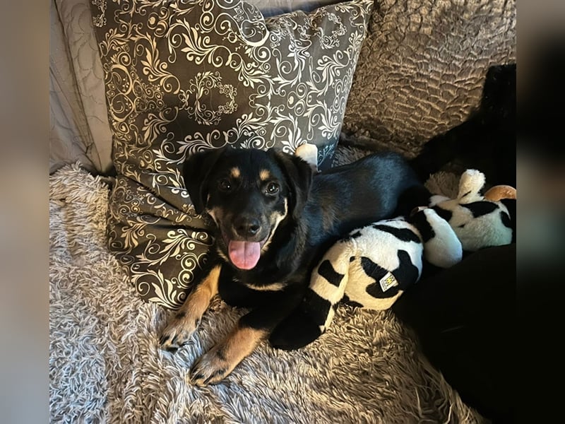 Noroc -   sucht seine Menschen - Pflegestelle: 41472 Neuss *mit Video