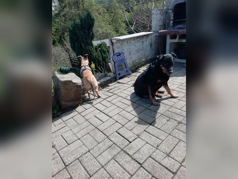 Dalina auf Pflegestelle in 45472 - finden wir endlich ihre Menschen ??