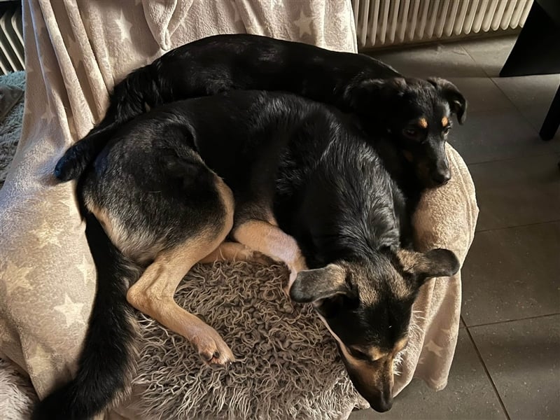 Noroc -   sucht seine Menschen - Pflegestelle: 41472 Neuss *mit Video