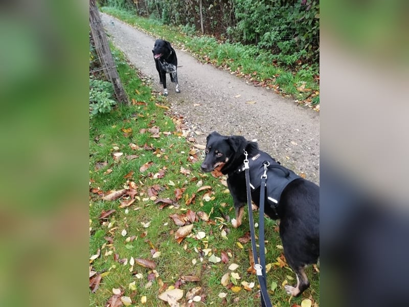 Dalina auf Pflegestelle in 45472 - finden wir endlich ihre Menschen ??