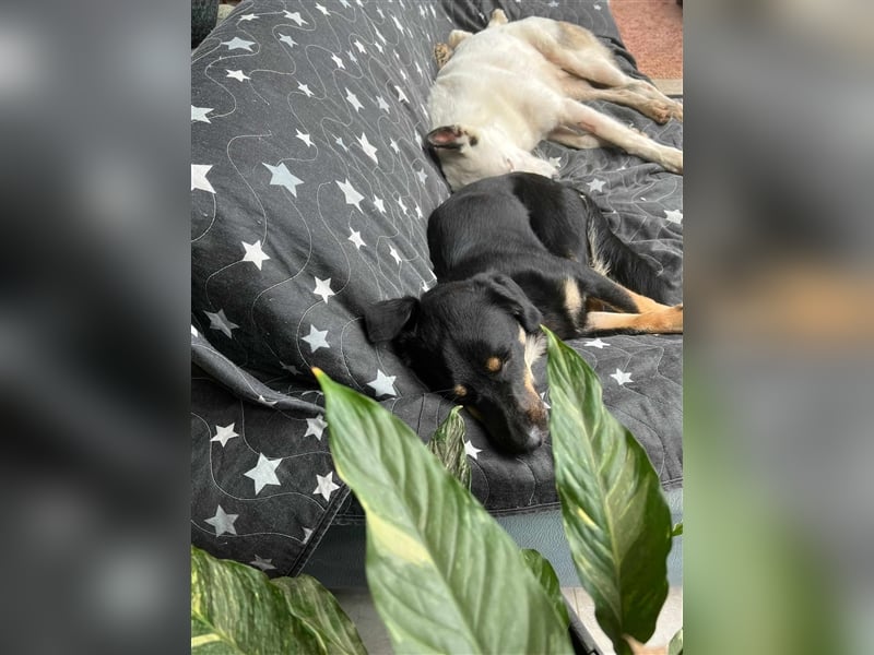 Noroc -   sucht seine Menschen - Pflegestelle: 41472 Neuss *mit Video