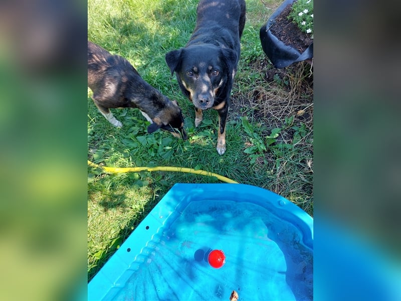 Dalina auf Pflegestelle in 45472 - finden wir endlich ihre Menschen ??