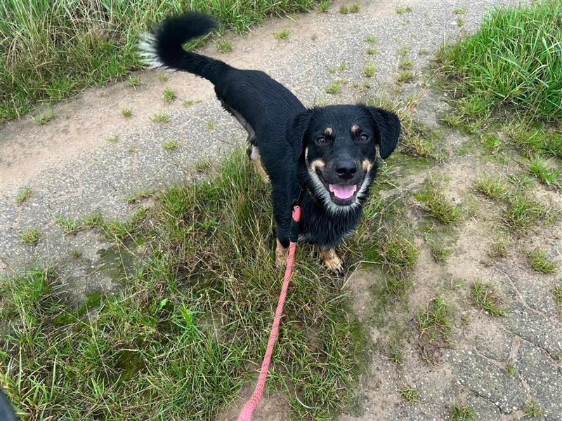 Noroc -   sucht seine Menschen - Pflegestelle: 41472 Neuss *mit Video