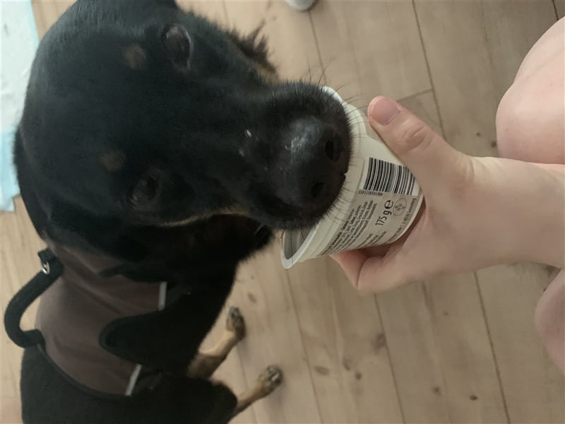 Dalina auf Pflegestelle in 45472 - finden wir endlich ihre Menschen ??