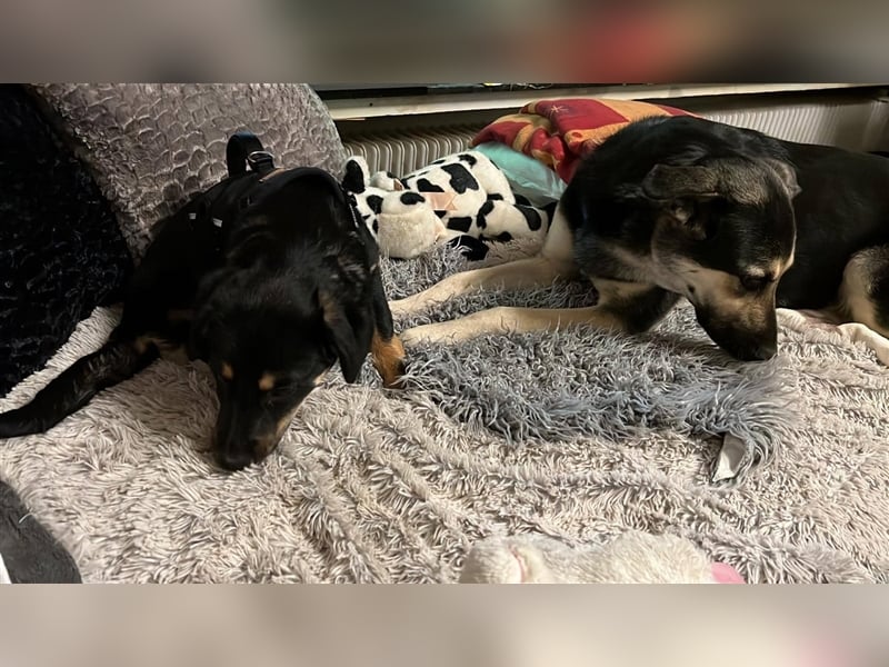 Noroc -   sucht seine Menschen - Pflegestelle: 41472 Neuss *mit Video